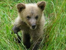 La osezna localizada herida en Cangas del Narcea está "estable"
