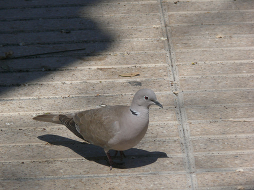Las ciudades aceleran los procesos evolutivos de algunas especies de aves