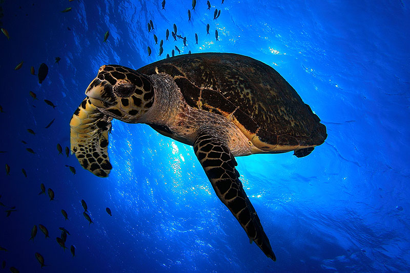 68 pesqueros catalanes reciben formación sobre la conservación de la tortuga boba