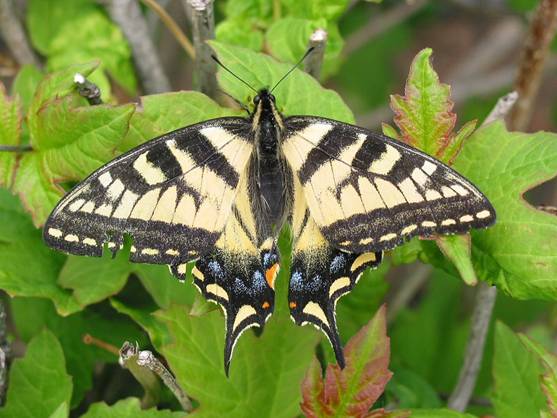 Proponen una red de microrreservas de mariposas