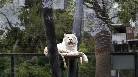 Se terminará finalmente con el cautiverio de animales en el zoo Porteño