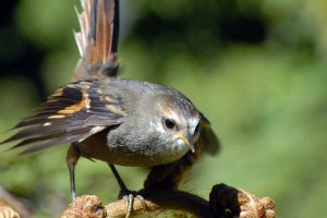 Conoce el ave más amenazada de Chile