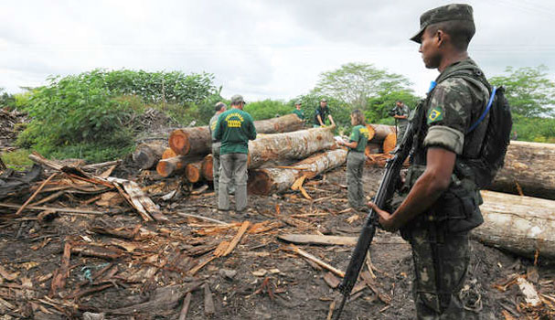 Brasil–Jaque a la tala ilegal que amenaza la supervivencia de los awás