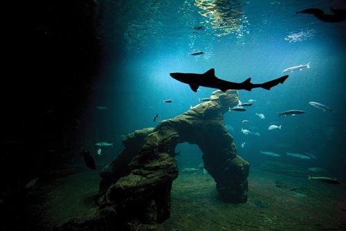 Ecoocéanos pide la creación de una reserva de tiburones y rayas en Canarias