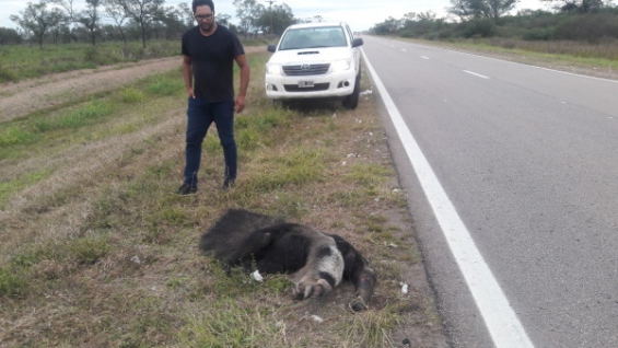 Muere otro oso hormiguero atropellado en una ruta