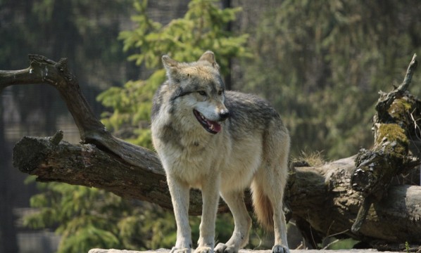 El lobo es víctima del ‘racismo zoológico’