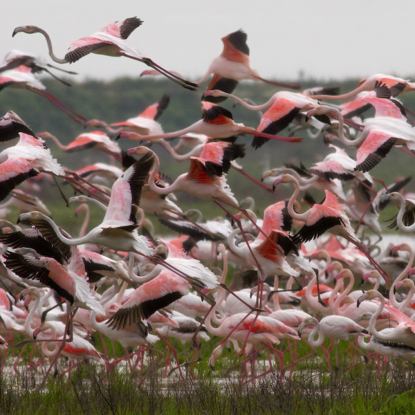 Andalucía acoge el 90 por ciento de las especies de aves presentes en la Península Ibérica