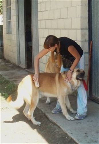 Cuatro meses de cárcel por matar un perro a tiros que se coló en su caserío de Bedia (Vizcaya)