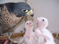 Un "Gran Hermano" dedicado a los halcones