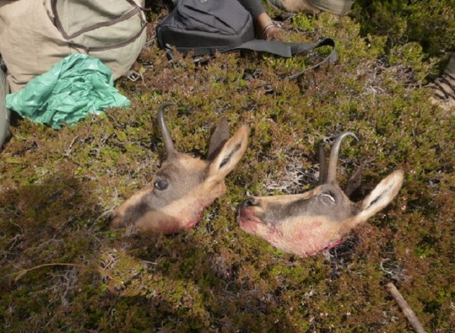 Un amable cazador decapitó a un venado