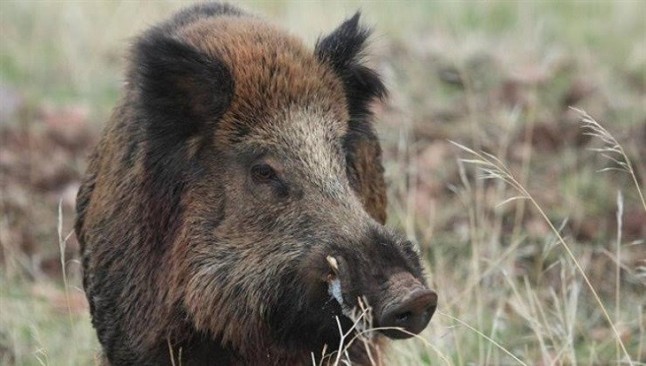 La Reserva de Caza Saja ajusta sus matanzas