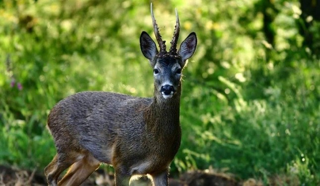 Fiesta grande en la Reserva de Caza de Las Batuecas (Salamanca) para ABATIR cabra montés