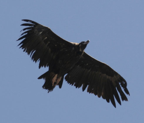 Devuelven a su hábitat natural dos buitres negros tras recibir tratamiento en el Centro de Recuperación de Ciudad Real
