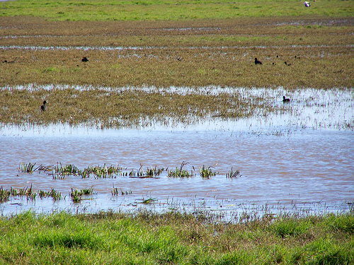 El Parlamento Europeo admite a trámite una queja del Club Doñana para inspeccionar el estado del espacio natural
