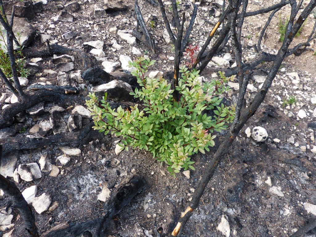 Medio Ambiente finaliza las obras de restauración del incendio forestal en la sierra de Almirez