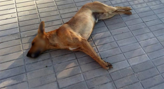 Argentina. Mueren 20 perros envenenados en Córdoba