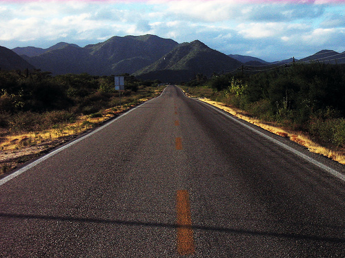 Carretera elude especies endémicas