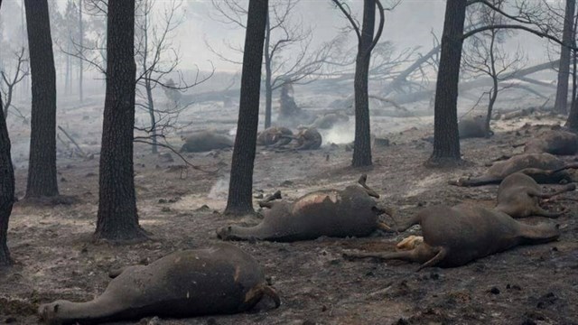 Las otras víctimas de los incendios: animales y plantas