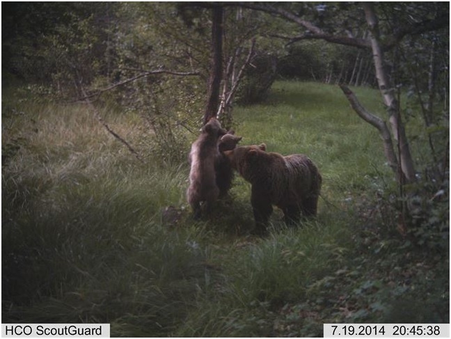 No se ha registrado ningún ataque de oso pardo contra el ganado del Parque Natural del Alt Pirineu en 2014