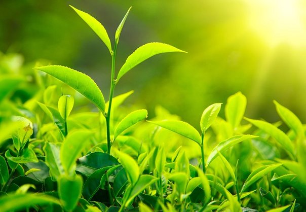 ¡Qué listas son las plantas¡