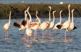 Apoyo a la ampliación de la Reserva de la Biosfera Marismas del Odiel