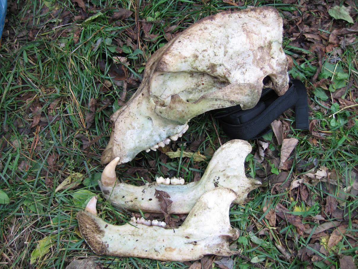 El veneno probable responsable de la muerte de los osos del entorno Muniellos