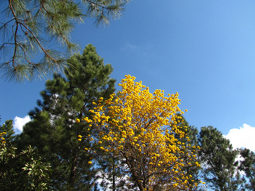 España destinará 25 millones de euros en 2010 a reducir las emisiones de CO2 por la deforestación