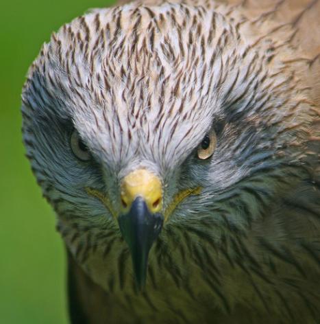 La Junta de Castilla y León suspende la caza en ocho pueblos de Ávila tras aparecer varias aves muertas con restos de insecticida