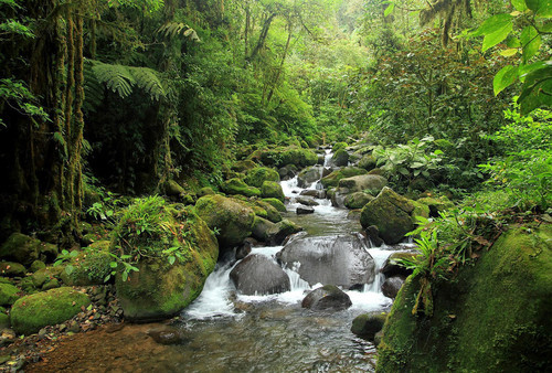La Reserva biológica Alberto Manuel Brenes ofrece grandes aportes a la ciencia