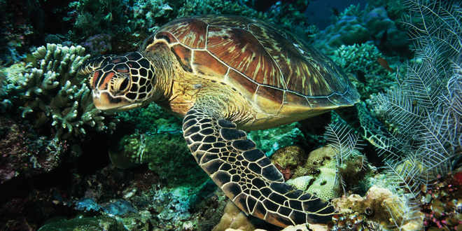 Las tortugas carey al borde de la extinción en la costa pacífica de América Central