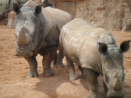 Furtivos matan la cuarta parte de los rinocerontes de Zimbabue