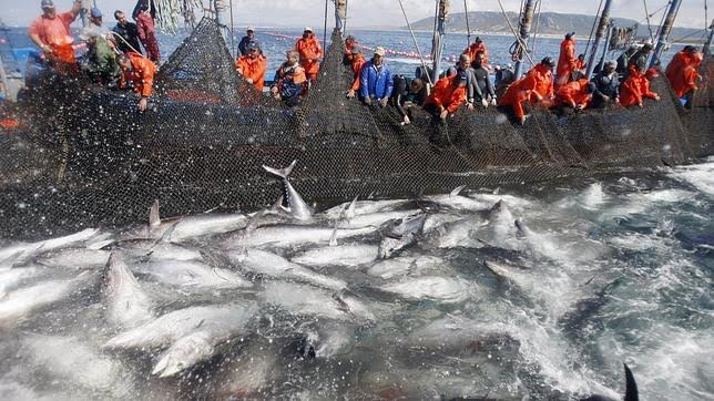 Almadraberos quieren pescar más atún rojo