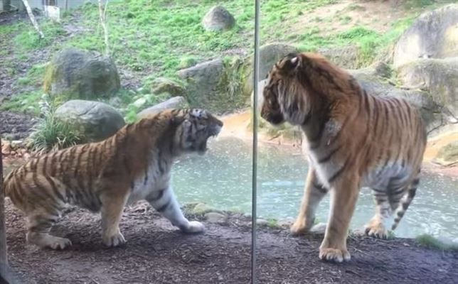 La ‘siesta’ del tigre