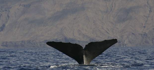 Por qué el futuro del cachalote está en peligro en Canarias