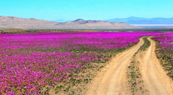 Chile: Lanzan campaña para promover el cuidado y respeto del desierto florido