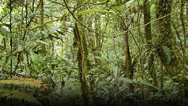 Bosques tropicales ‘arma letal’ contra el CO2