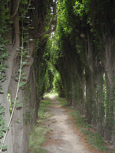 Crece arbolado habanero