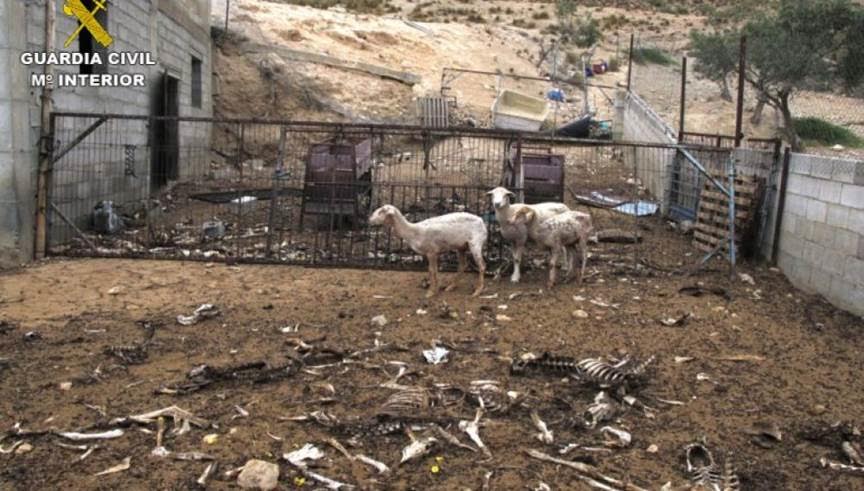 Detenido un hombre en Riós (Ourense) acusado de maltrato animal por dejar morir a seis ovejas