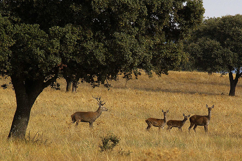 Programas de conservación de Parques Nacionales de España
