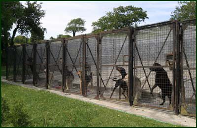 Fomento de privatización de perreras