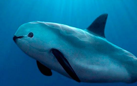 México se compromete a proteger a la vaquita marina