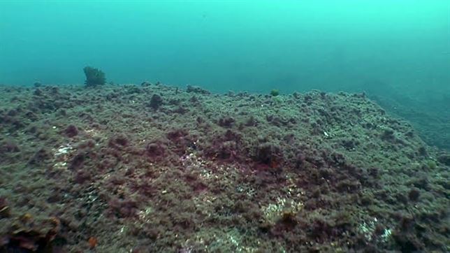 Las praderas de algas Gelidium de la costa de Euskadi en franca ‘decadencia’