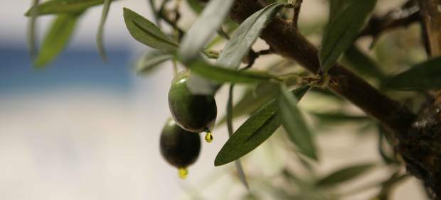 La Rioja recoge material vegetal para banco variedades olivo
