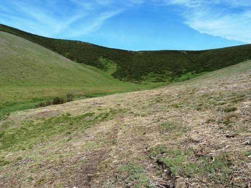 Una mariposa de la familia ‘Psychidae’ es la causante de la plaga que afecta a algunos puertos de la provincia de León
