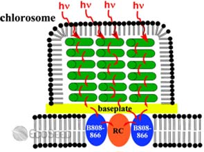 OREL researchers studying photosynthetic ability of bacteria