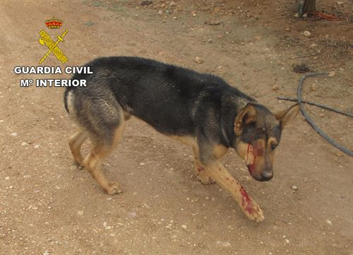 Un ‘delincuente’ dispara a su perro en la mandíbula y en el ojo en Barrax (Albacete)