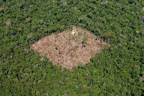 Hace 50.000 años ya se talaba bosque para dejar espacio a plantas útiles
