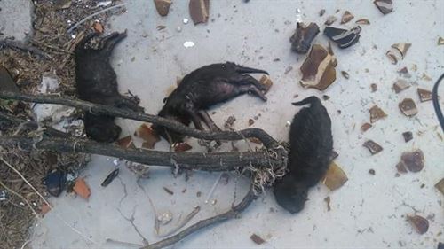 Matan a ‘botellazos’ a tres cachorros en Puertollano