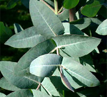 El PSOE y el PP se alian para legalizar los eucaliptos nitens