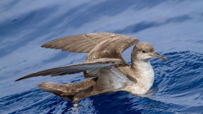 Una pardela balear anillada hace 30 años se ha encontrado criando